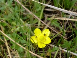 Ranunculus multifidus
